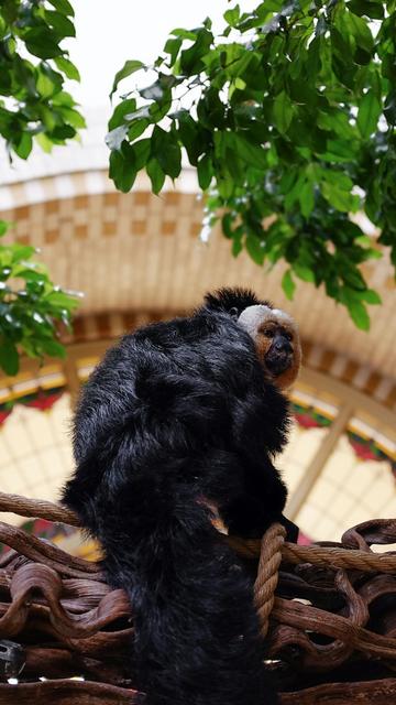 Jardim Zoológico de Amesterdão