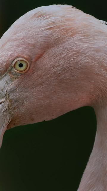 Jardim Zoológico de Edimburgo