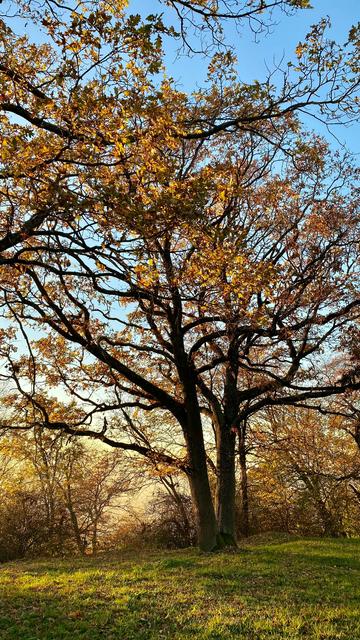 Gospel Oak