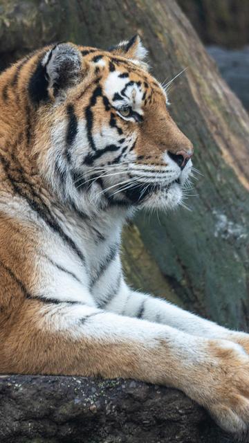 Helsinki Zoo