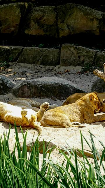 Zoológico del parque Lincoln