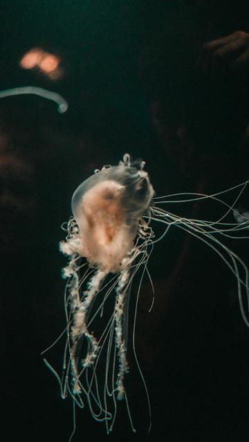 Aquarium van Lissabon