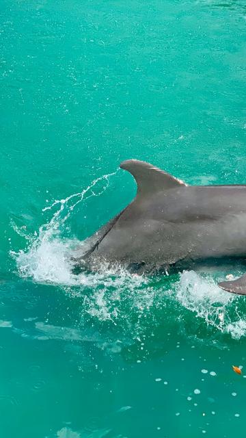 Le Miami Seaquarium