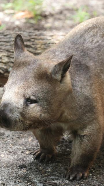 マイアミ動物園