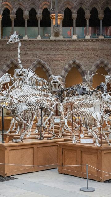 Musée d'histoire naturelle de l'Université d'Oxford