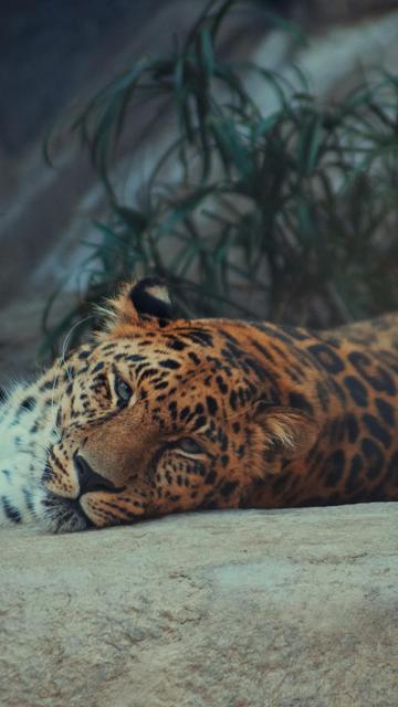 サンディエゴ動物園