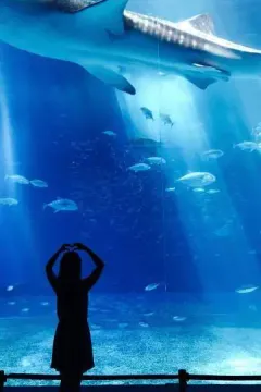 Acquario di Ripley in Canada luggage storage