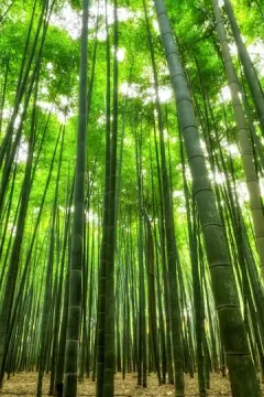 Arashiyama bambuslund luggage storage